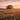 A lone tree standing in a vast field of pink wildflowers under a soft sunset sky.