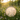 Shamanic drum resting in a wildflower meadow during golden hour sunset.