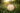 Shamanic Drum Care & Birthing Guide