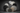 Assorted shamanic drums and ritual percussion instruments in black and white skins.