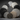 Assorted shamanic drums and ritual percussion instruments in black and white skins.