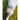 1741363563-43168700 - Sacred Essence
